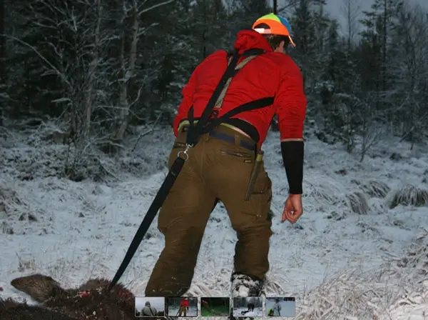 Baggen Viltdragsele Dragsele för älg, rådjur och hjort 