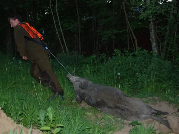 Baggen Viltdragsele Dragsele för älg, rådjur och hjort 