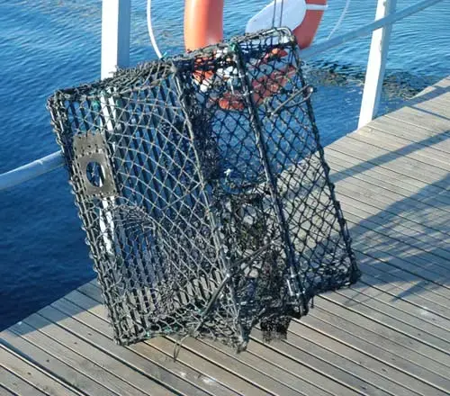 Krabba- och hummerteinor - hopfällbara Teinor 