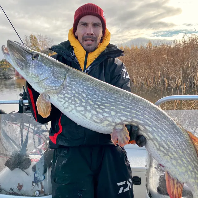 Daiwa Prorex Lazy Shad 16cm Natural Perch 