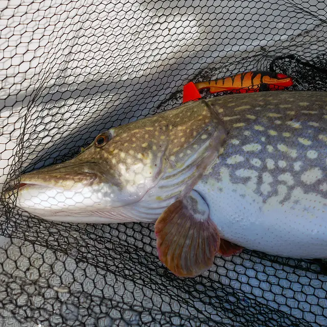 Daiwa Prorex Lazy Shad 16cm Natural Perch 