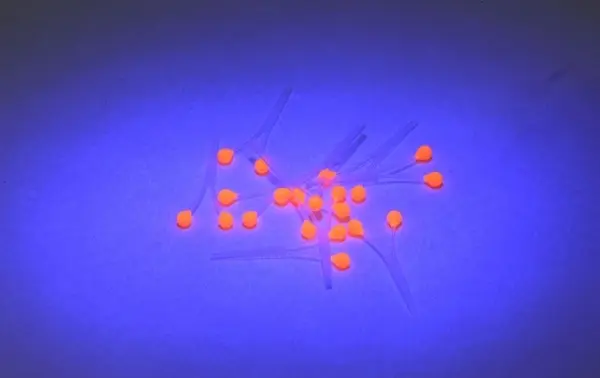 Easy Shrimp Eyes - Glow In The Dark 10st 