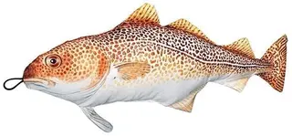 Fladen kosedyr Torsk Herlige kosedyr for ekte fiskere