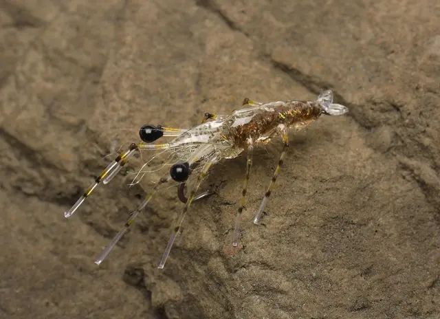 Easy Shrimp Legs 2.0 Super Fl. Orange 6st 