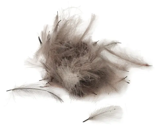 Flydressing peremium CDC Blue Dun Högkvalitativ CDC i naturliga färger 