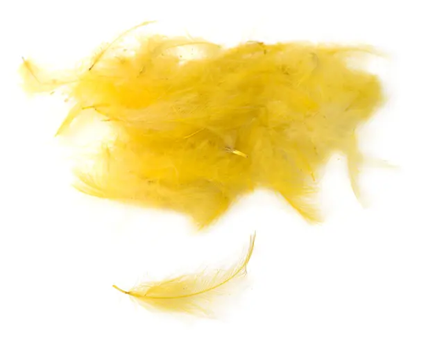 Flydressing peremium CDC Dirty Yellow Högkvalitativ CDC i naturliga färger 