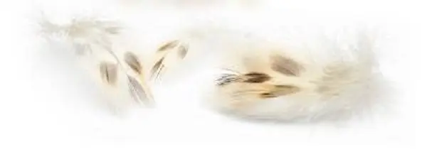 Veniard Mallard Duck Hen Breast Natural Ankfjädrar för flugbindning 