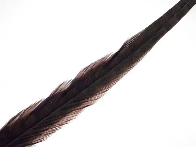 Wapsi Pheseant Rooster Middle Tail Chocolate Brown 