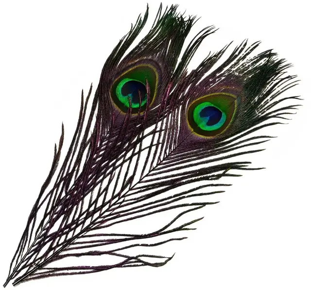 Frödin Peacock Eye Feathers Charcoal Charcoal Black 