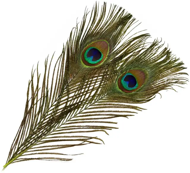 Frödin Peacock Eye Feathers Greenlander Greenlander Green 