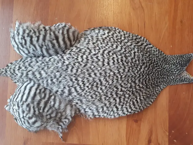 FF Rooster Cape Grizzly Både små och stora fjädrar. 