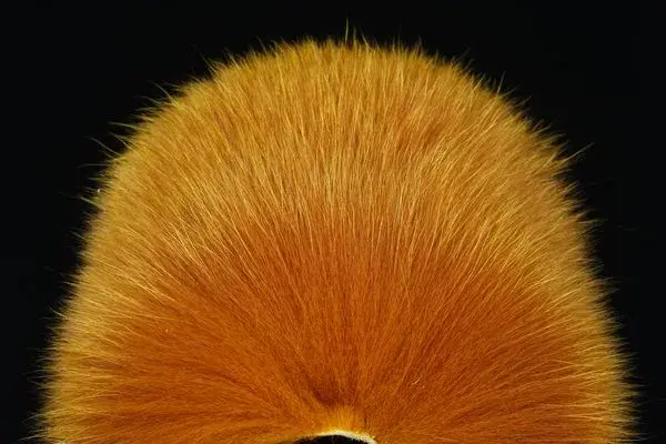 Shadow Fox - Honey Gold FutureFly 