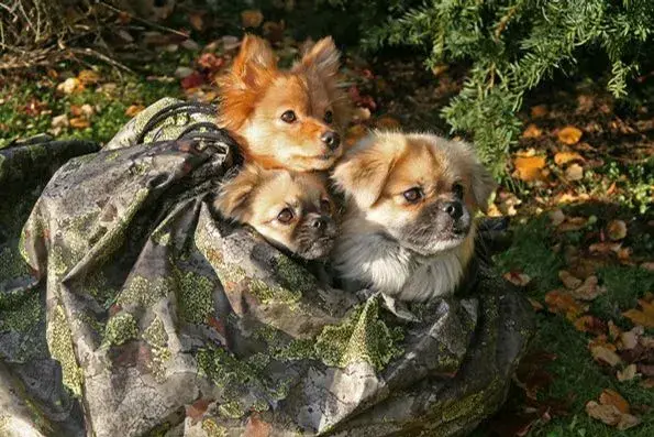 Jerven Jervehiet Hundväska Medium Fjäll Fjellduken för din hund - upp till 20kg 