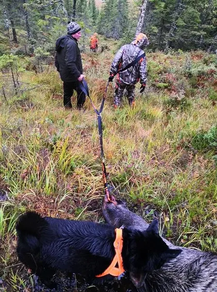Neverlost Viltdragsele Dragsele För älg, rådjur och hjort 