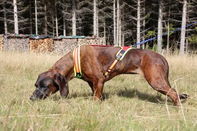 Niggeloh Sele-Follow Trail Harness S Sele för hundar 