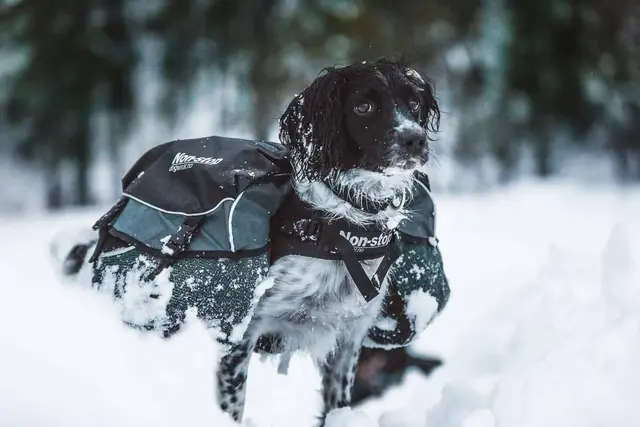 Non-Stop Dogwear Amundsen kloss XXS Toppkvalitets, innovativ kløv 