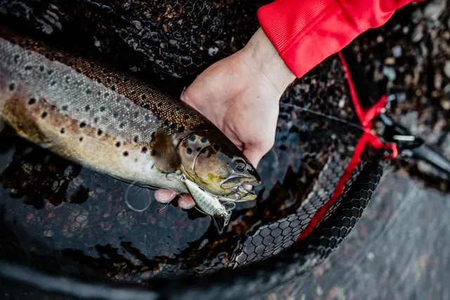 Rapala CountDown Elite GDAY 7,5cm Wobbler med maximalt kastavstånd 