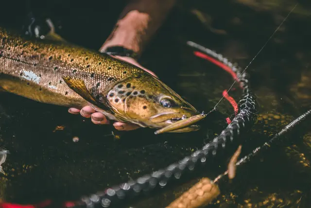 Rapala Shadow Rap BLL 7cm Imitation av döende bytesfisk 