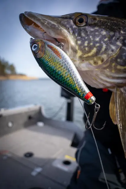 Rapala X-Rap Haku FLM Release Rig Jerkbait 