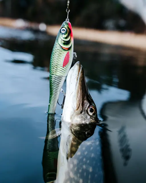 Rapala X-Rap Peto packL 20cm Saktesynkende hybridagn i trigger farger 