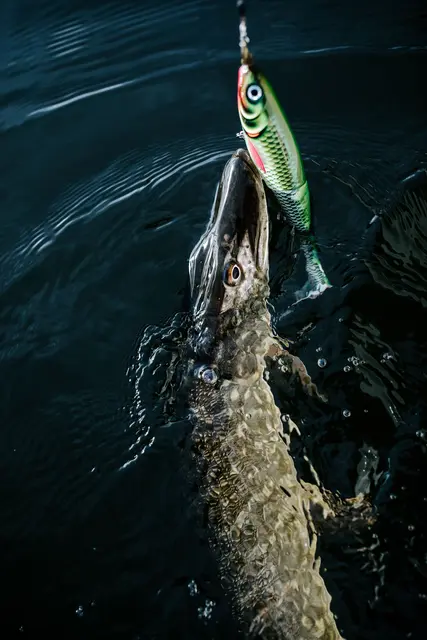 Rapala X-Rap Peto packL 20cm Saktesynkende hybridagn i trigger farger 