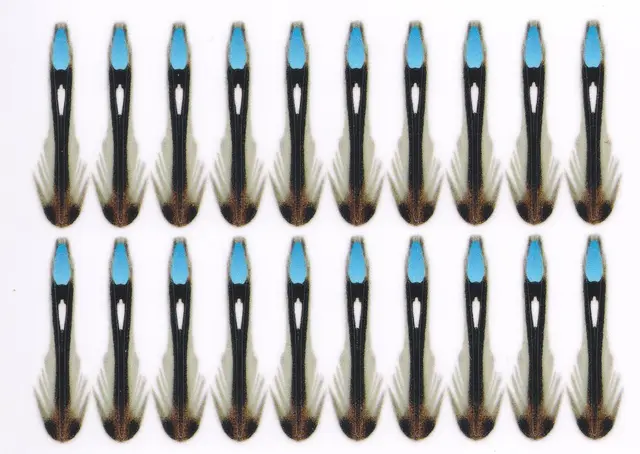 Semperfli Synthetic Jungle Cock  30mm Blue 