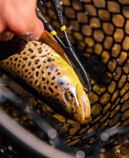 Loon Rochue Hook Removal peang 