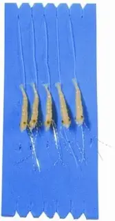 Sölvkroken Mini räka 2/0