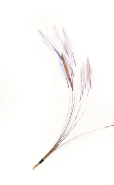 Stripped Hackle Quills - Natural Brown Veniard 