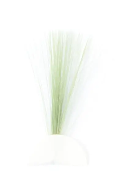 Tail Fibres - Olive Veniard 