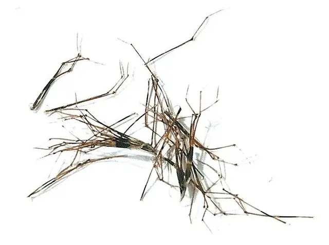 Cock Pheasant Knotted Tail On Quill Natural (Daddy Long Legs) - Veniard 