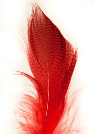 Mallard Barred Flank - Red Wapsi - Gräsand 