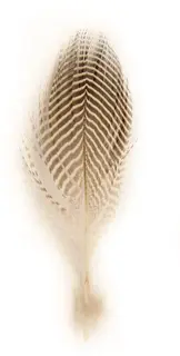 Bl&#229;gr&#246;na flankfj&#228;drar - Natural M&#229;nga fj&#228;drar per p&#229;se - Bl&#229;gr&#246;n