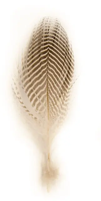 Blågröna flankfjädrar - Natural Många fjädrar per påse - Blågrön 