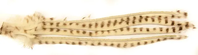 Barred Rabbit Zonker - Cream The Fly Co 