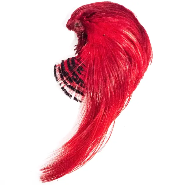 Golden Pheasant Topping Crest Red Toppen av huvudet 