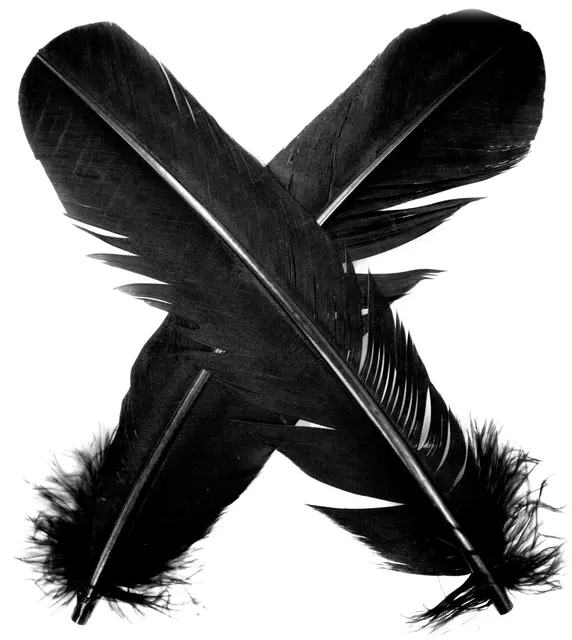 Turkey broad Wing Quill Dyed -  Black Grymt vingmaterial till laxflugor 