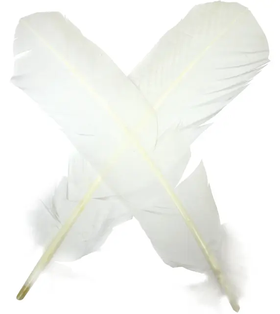 Turkey broad Wing Quill Dyed -  B/W Grymt vingmaterial till laxflugor 