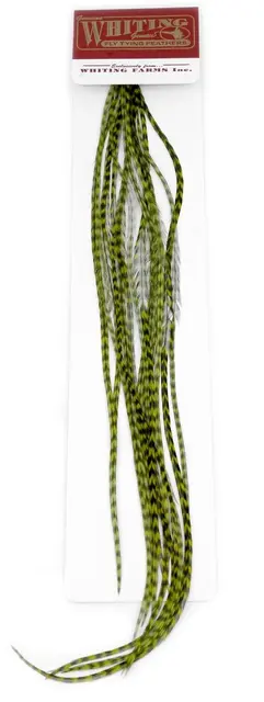 Whiting 100's Saddle Grizzly #16 Grizzly dyed Olive krok #16 