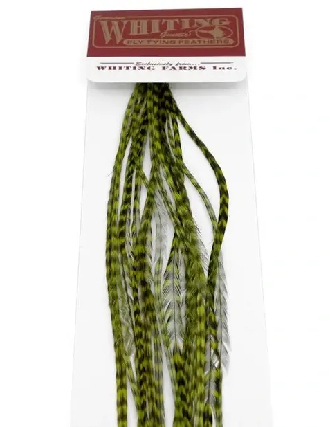 Whiting 100's Saddle Grizzly #16 Grizzly dyed Olive krok #16 