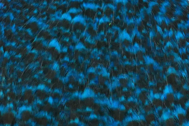 Whiting American Hen Cape Grizzly King Grizzly Kingfisher Blue med myke fjær 