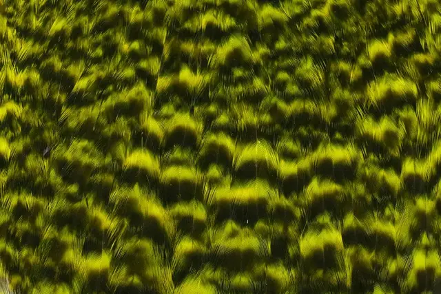 Whiting American Hen Cape Grizzly Yellow Fluo Yellow Chartreuse med myke fine fjæ 