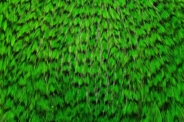 Whiting American Rooster Cape Grizzly dyed Highlander Green 