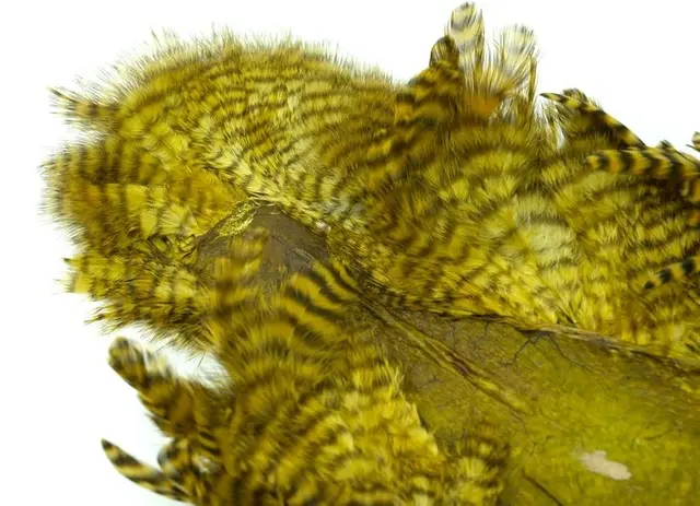 Whiting Rooster SH/C Grizzly Grizzly dyed Golden Olive 