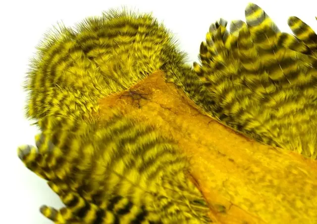 Whiting Rooster SH/C Grizzly Grizzly dyed Yellow 