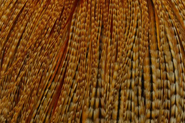 Whiting Silver Cape Barred Dark Ginger Lange fibere og utrolig tette fjær 